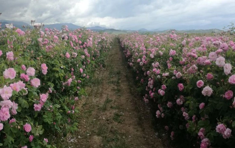 Bulgarian Rose beats Jan-July sales target