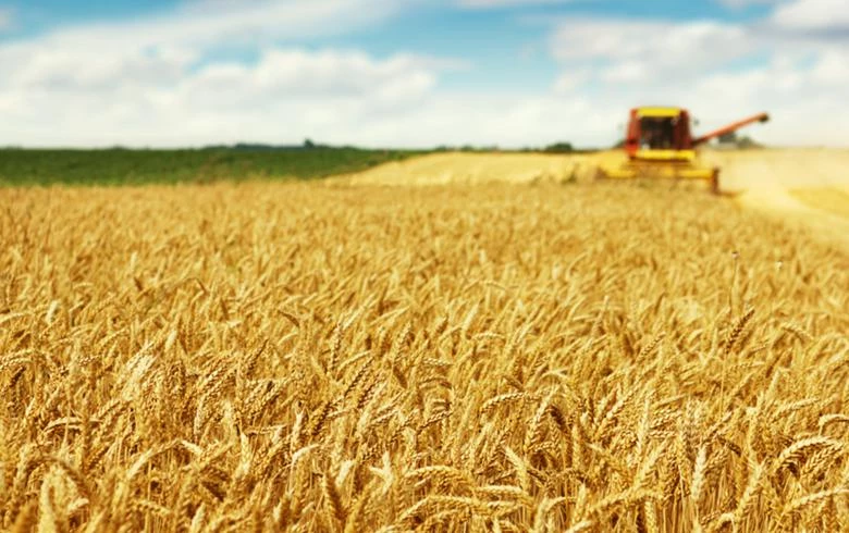 Croatia's wheat output up 2.2% y/y in 2024 – first estimate