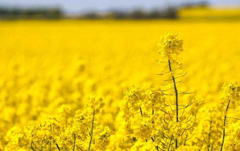 Romania grants aid to Global Grain's unit for oilseed processing plant