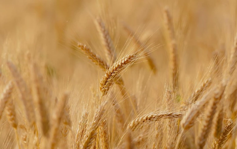 Serbia's 2024 wheat output seen down 16%